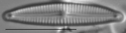 Encyonopsis Krammeri 2