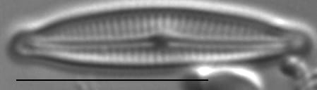 Encyonopsis Krammeri 4