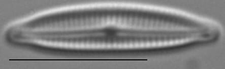 Encyonopsis Krammeri 5