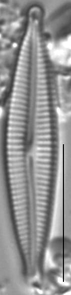 Encyonopsis Montana3