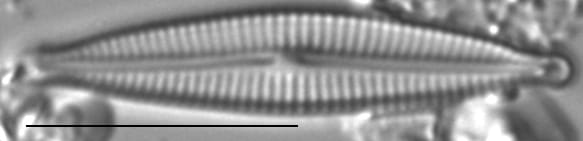 Encyonopsis Montana3