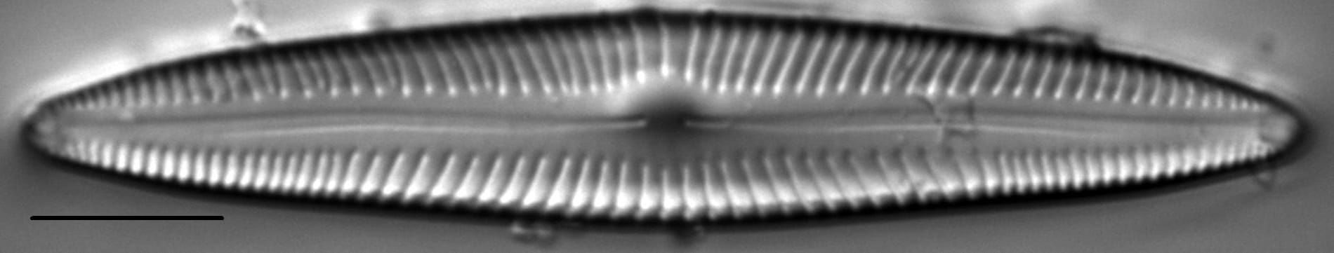 Encyonopsis Stodderi 1