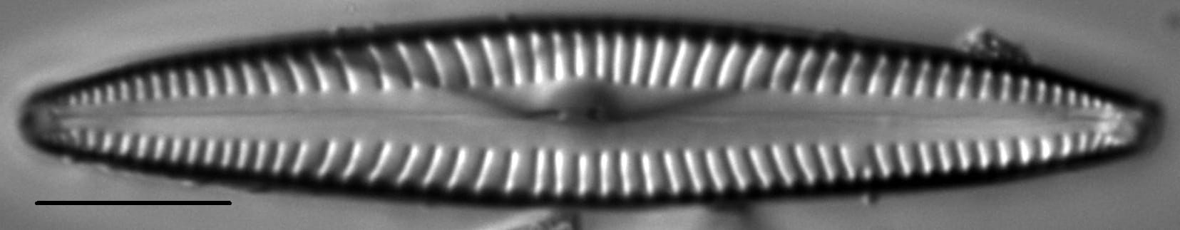 Encyonopsis Stodderi 4