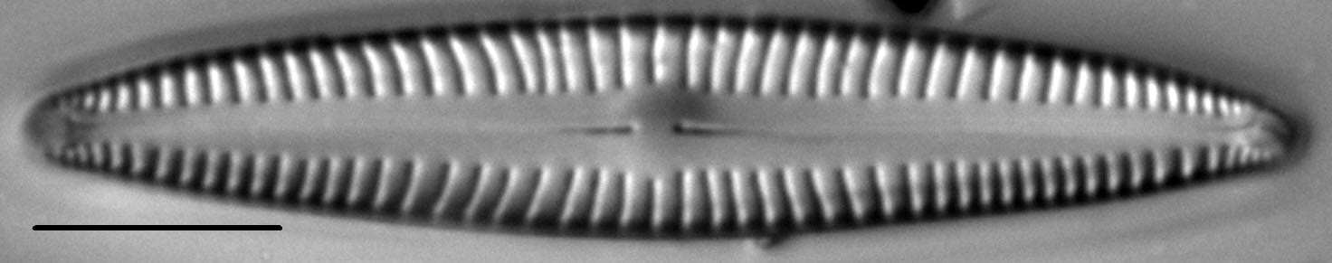 Encyonopsis Stodderi 7