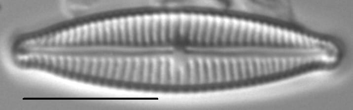 Encyonopsisaequaliformis7