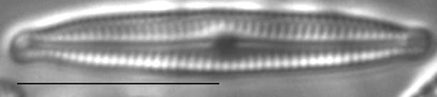 Encyonopsiskutenai 1