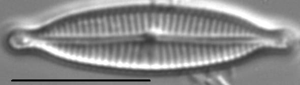 Encyonopsismedicinalis1