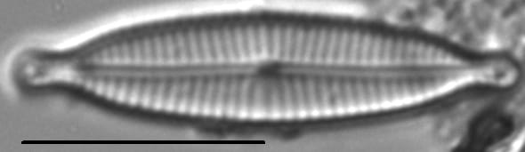 Encyonopsismedicinalis2