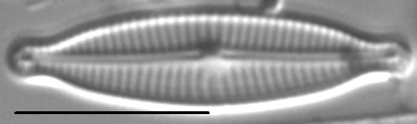 Encyonopsismedicinalis3