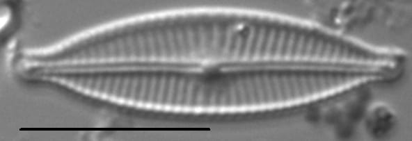 Encyonopsismedicinalis4