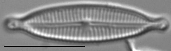 Encyonopsismedicinalis5
