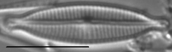 Encyonopsismedicinalis6