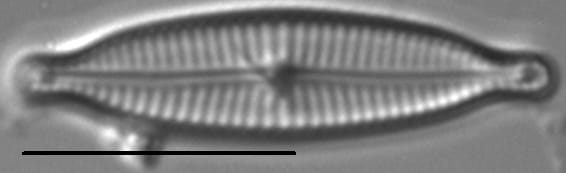 Encyonopsismedicinalis7