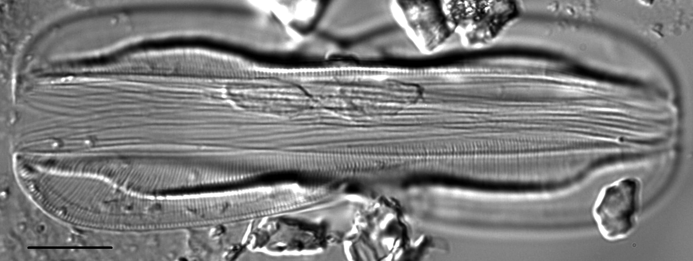 Entomoneis paludosa LM1