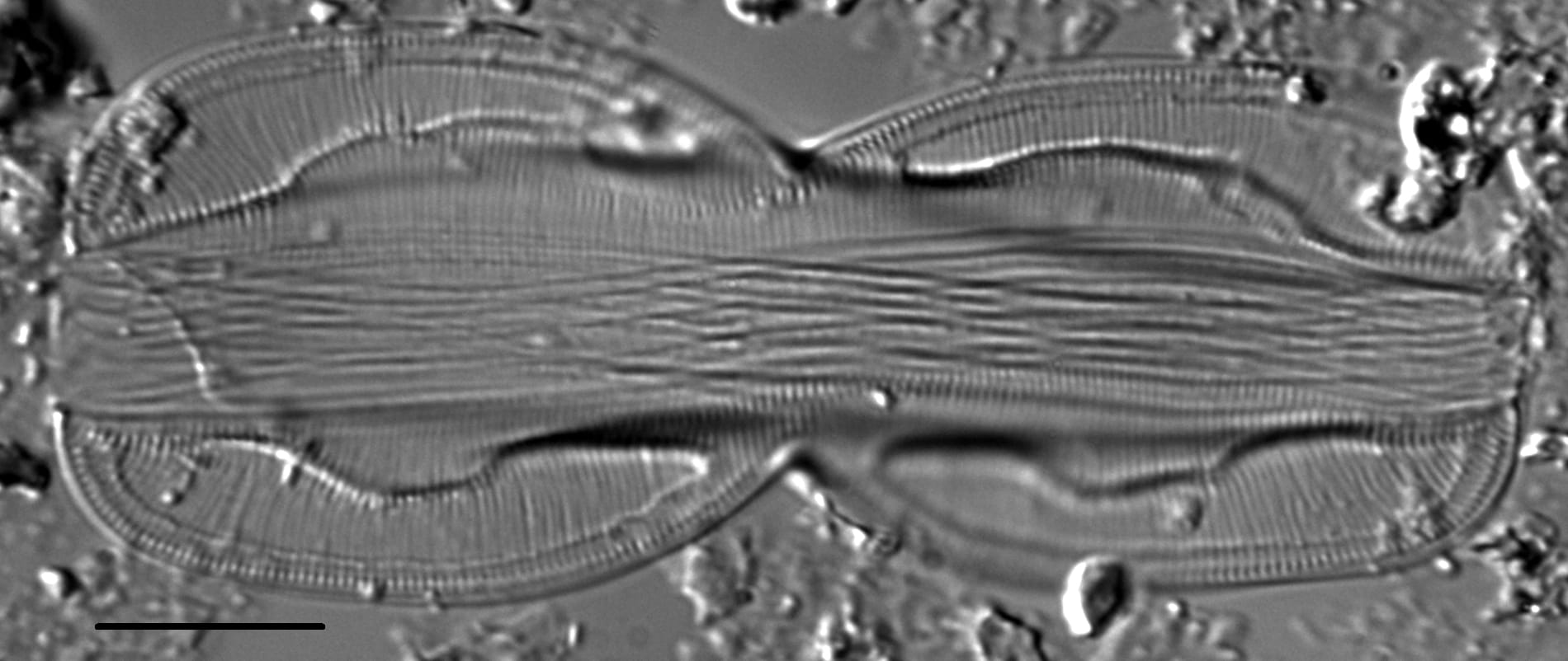 Entomoneis paludosa LM2