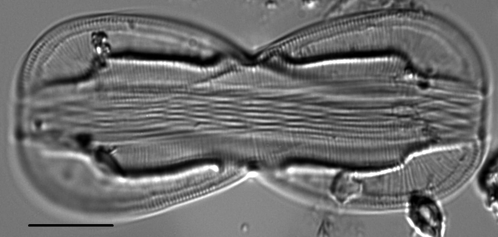 Entomoneis paludosa LM3