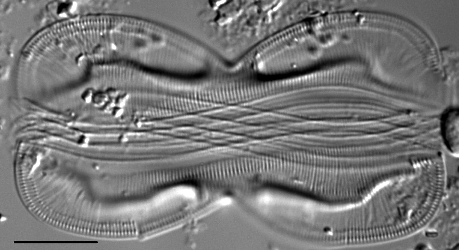 Entomoneis paludosa LM4