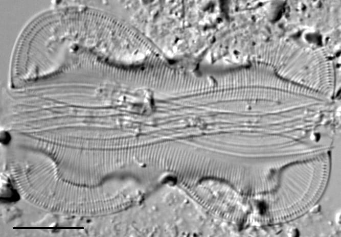 Entomoneis paludosa LM5