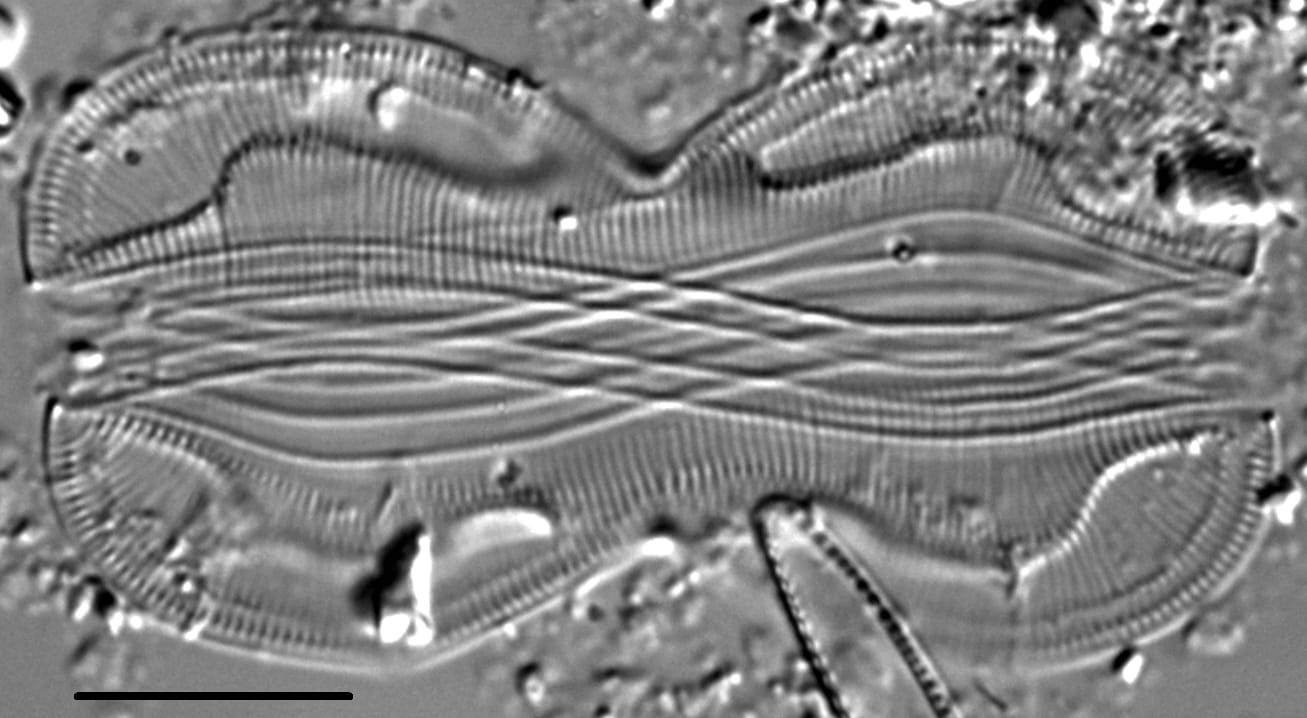 Entomoneis paludosa LM6