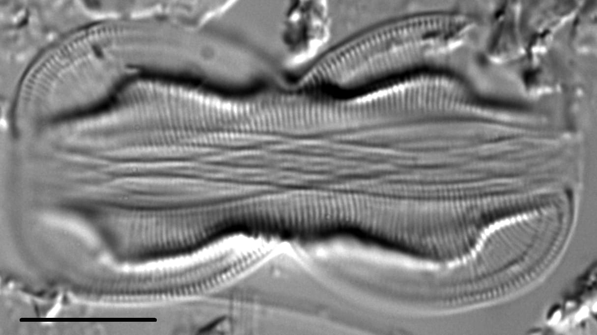 Entomoneis paludosa LM7