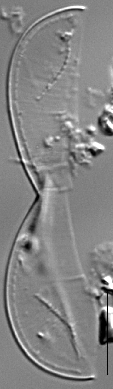 Entomoneis punctulata LM1