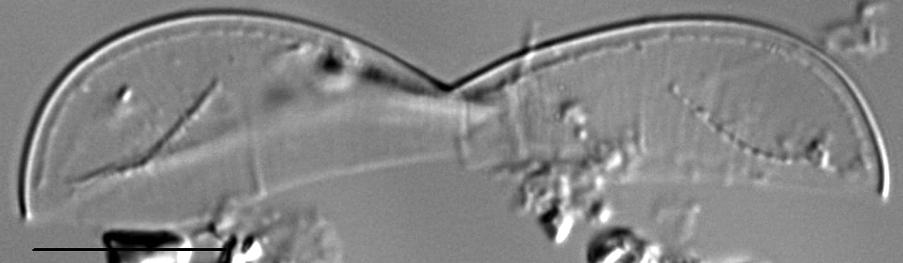 Entomoneis punctulata LM1