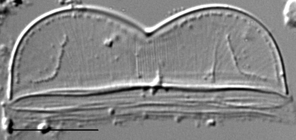 Entomoneis punctulata LM3