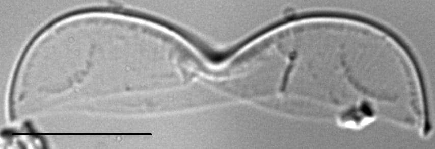 Entomoneis punctulata LM4