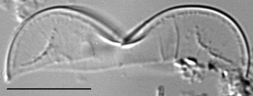 Entomoneis punctulata LM6