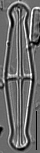 Envekadea pachycephala LM3