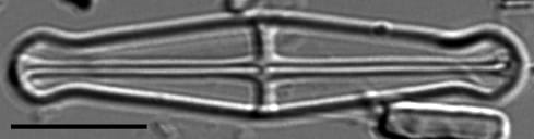Envekadea pachycephala LM3