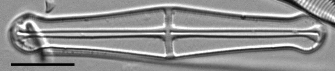 Envekadea pachycephala LM6