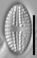 Eolimna metafarta LM4