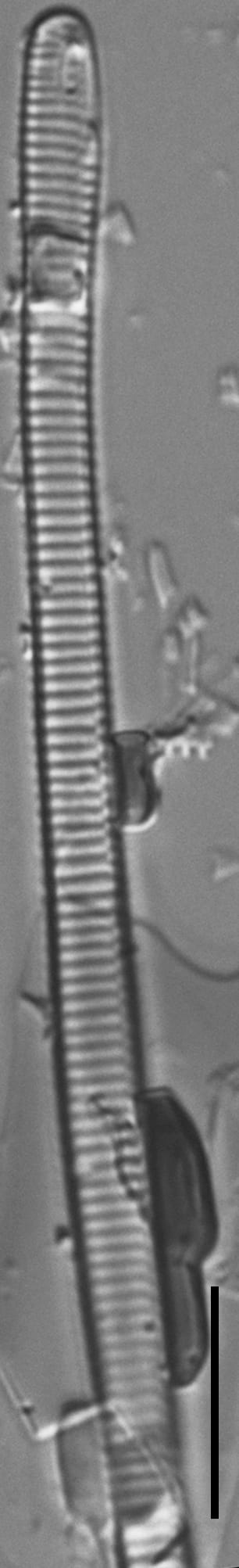 Eunotia ambivalens ANSP GC113217a 01