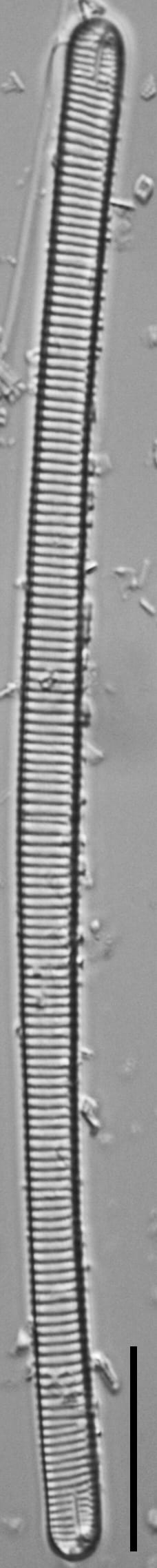 Eunotia ambivalens ANSP GC113217a 02