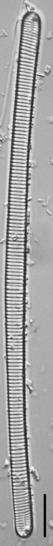 Eunotia ambivalens ANSP GC113217a 02