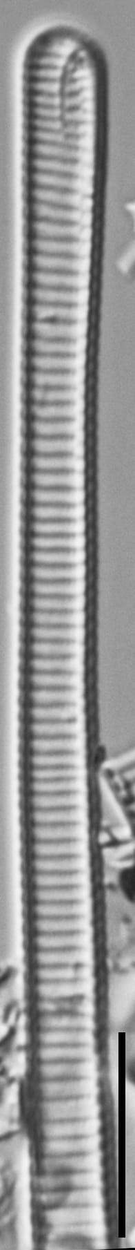 Eunotia ambivalens ANSP GC113217a 03