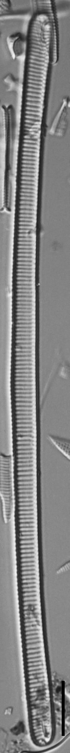 Eunotia ambivalens ANSP GC115369a 01