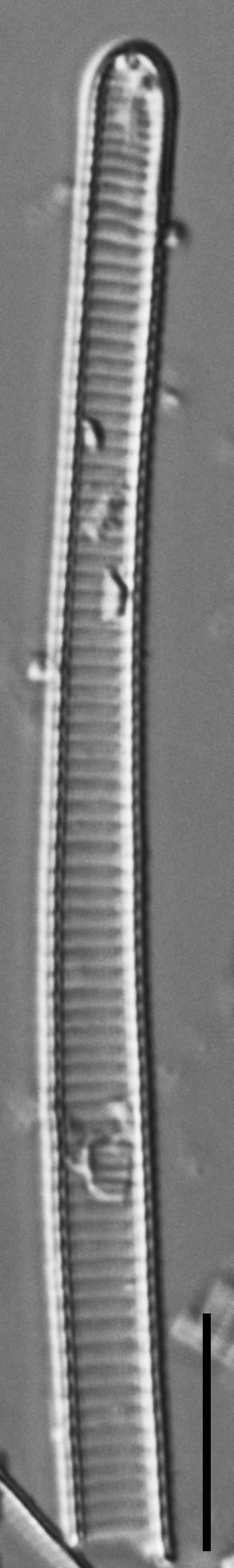 Eunotia ambivalens ANSP GC115390a 02