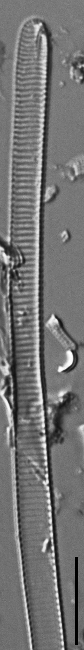 Eunotia ambivalens ANSP GC117619a 01