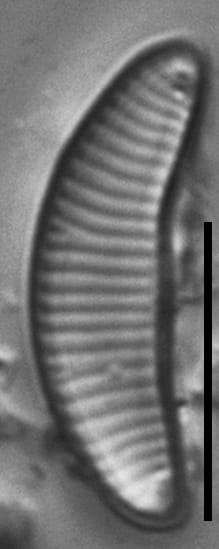 Eunotia boreotenuis LM1 GC8124 B 017