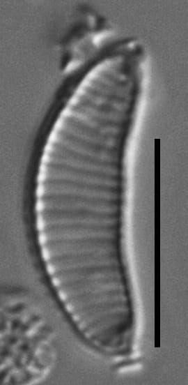 Eunotia boreotenuis LM3 GC8124 B 034