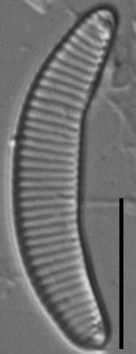 Eunotia boreotenuis LM4 GC8124 B 055