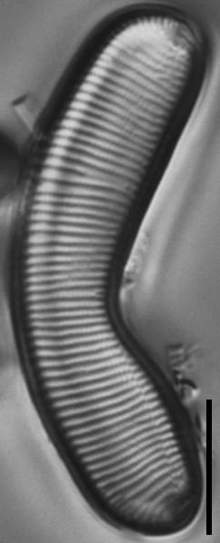 Eunotia paralleladubia LM6