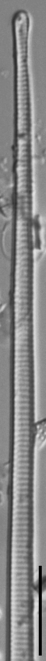 Eunotia romanowii ANSP GC112898b 01