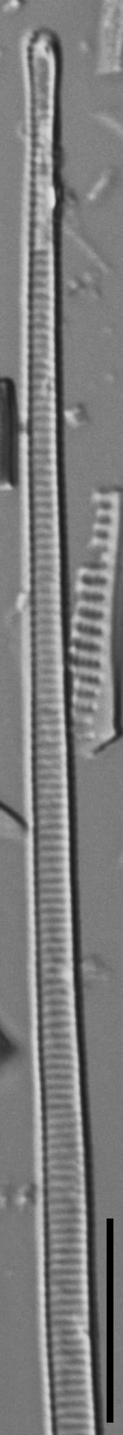 Eunotia romanowii ANSP GC115391a 01