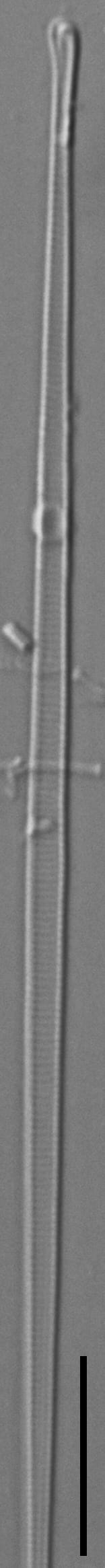 Eunotia romanowii ANSP GC117325a 01