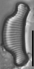 Eunotia septentrionalis LM6