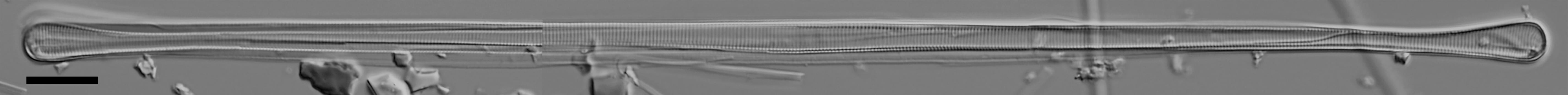 Eunotia spatulata LM1