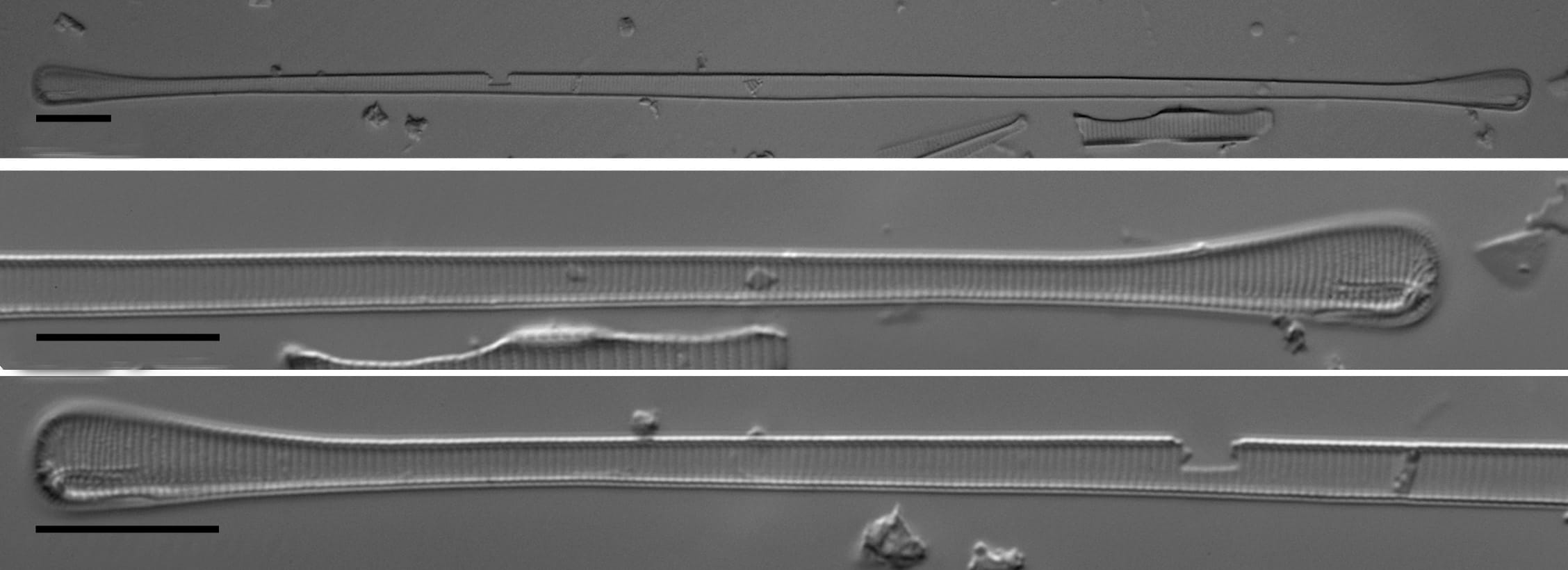 Eunotia spatulata LM5
